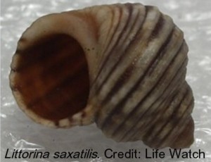 Littorina saxatilis